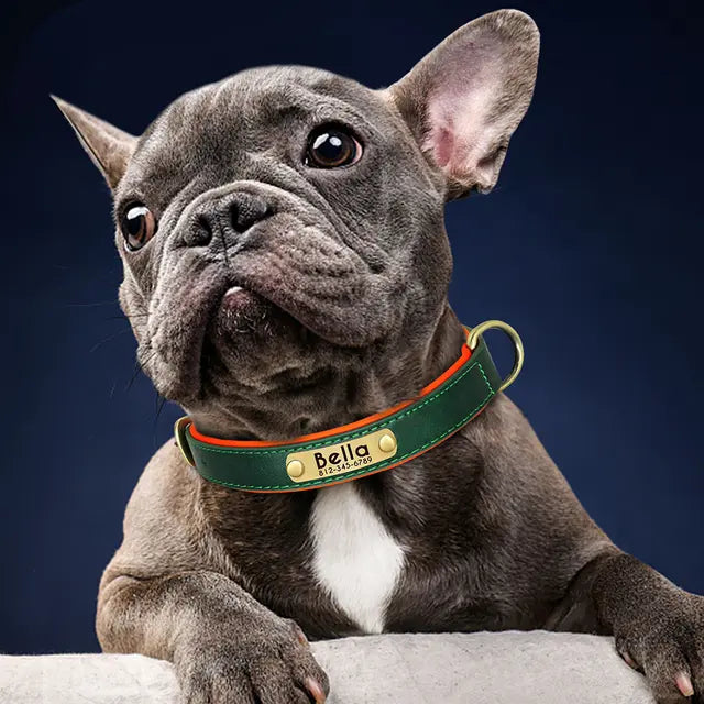 Collier chien réfléchissant personnalisé - vue détaillée